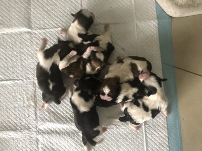 Shih Tzu puppies for sale