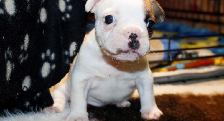 Pure Bred French Bulldog Puppies