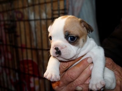 Pure Bred French Bulldog Puppies