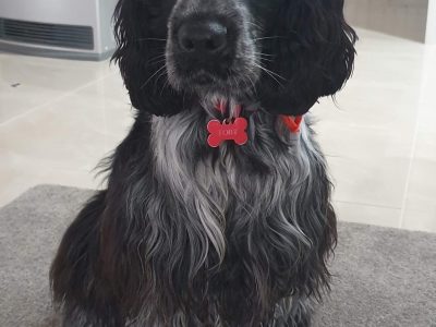 Cocker Spaniel Puppies