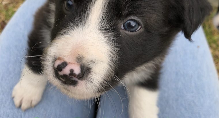 Purebred Long Haired Border Collie Puppies PetsForHomes
