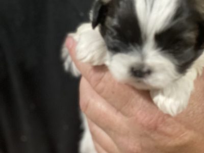 2 x Female Maltese Shih Tzu Pups