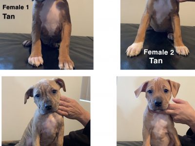 🇺🇸 AMERICAN STAFFY PUPPIES 🇺🇸