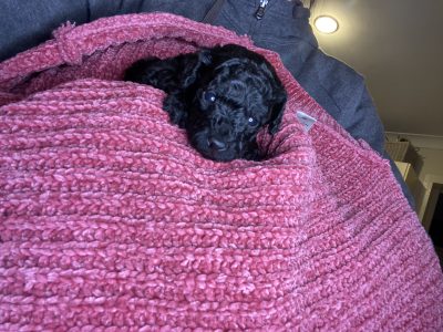 Toy Poodle Puppies DNA Purebred DNA Clear