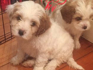 First gen Cavoodle Puppies – one left