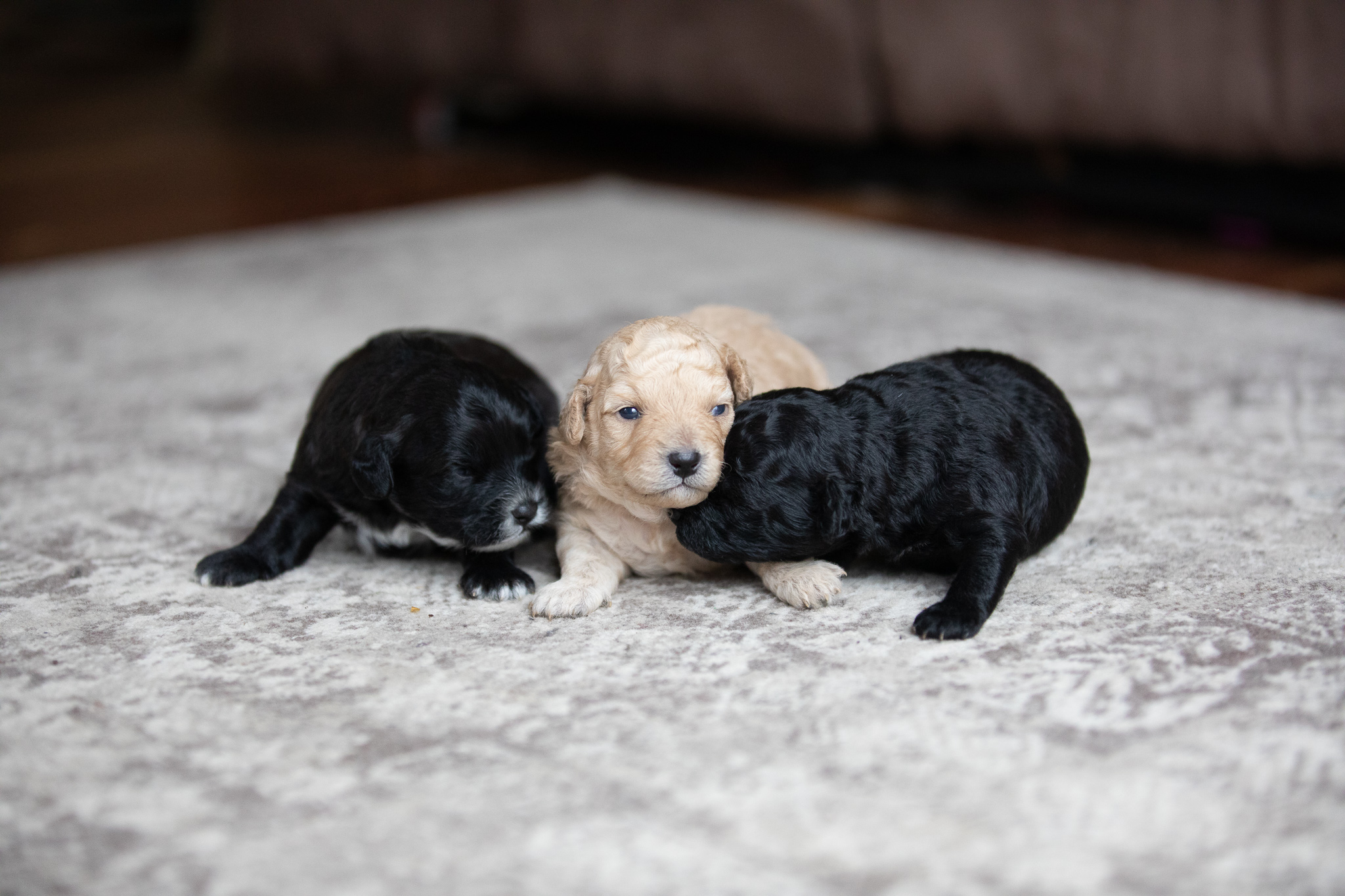 Adorable little Toy Poodle x Moodle Pups