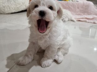 Adorable moodle (maltese x toy poodle) puppies