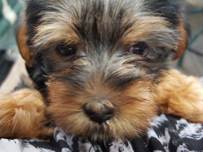 Adorable Silky Terrier Puppies