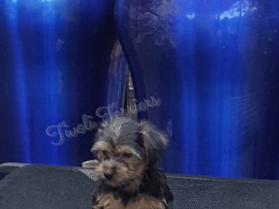 Adorable Silky Terrier Puppies