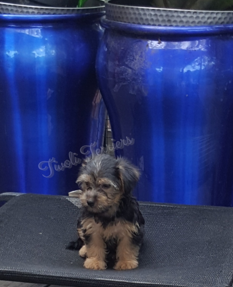 Adorable Silky Terrier Puppies