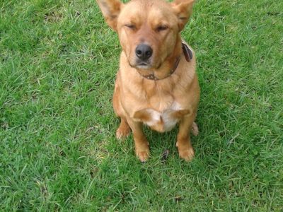 Australian blue heeler cross kelpie