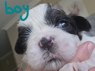 maltese x shihtzu puppies