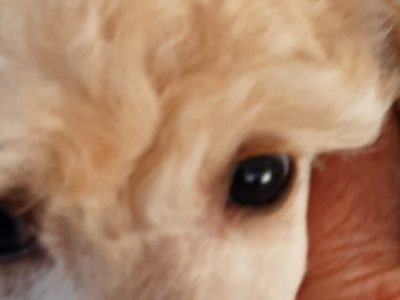 Toy poodle purebred baby boy