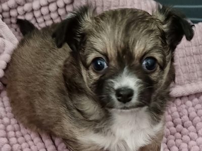 Chihuahua – Longhaired