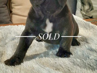 Beautiful French Bulldog puppies for sale