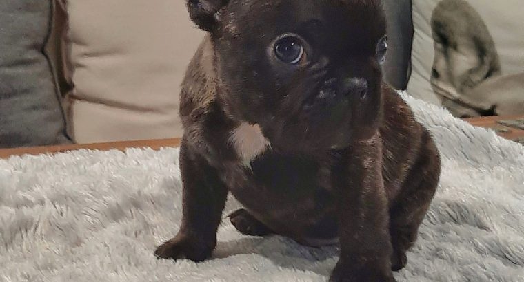 Beautiful French Bulldog puppies for sale