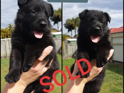 GERMAN SHEPHERD PUPPIES