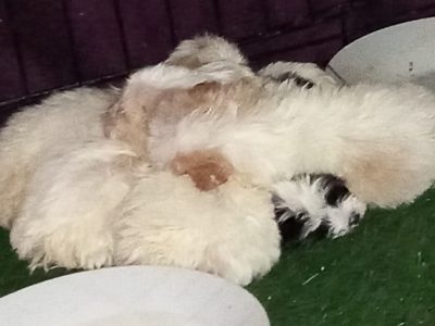 Shih Tzu x for sale