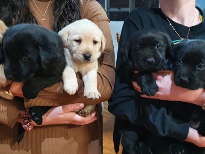 Lovely Labrador Puppies