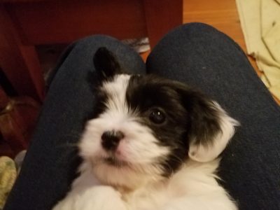 Lhasa Apso X lowchen puppies