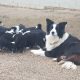 Pure border collie puppies