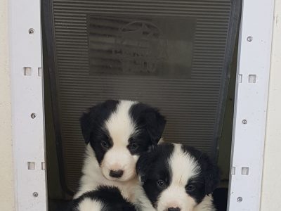 Pure border collie puppies