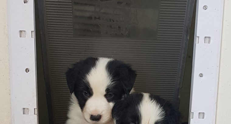 Pure border collie puppies