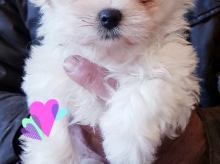 purebreed Maltese puppy looking forever home