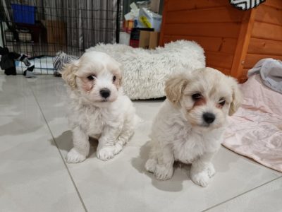 Adorable moodle (maltese x toy poodle) puppies