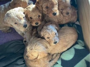 Beautiful Cavadoodle Puppies available now!