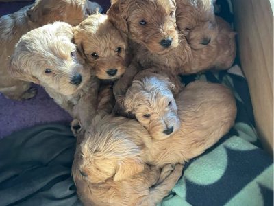 Beautiful Cavadoodle Puppies available now!