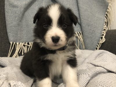 Purebred long haired border collie puppies