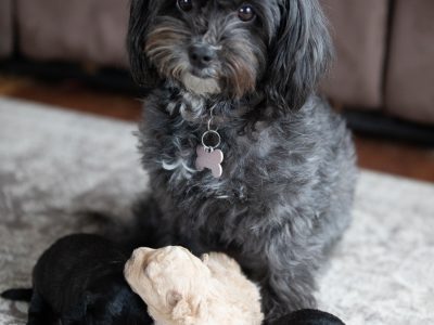 Adorable little Toy Poodle x Moodle Pups