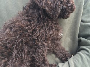 Chocolate toy cavoodle female