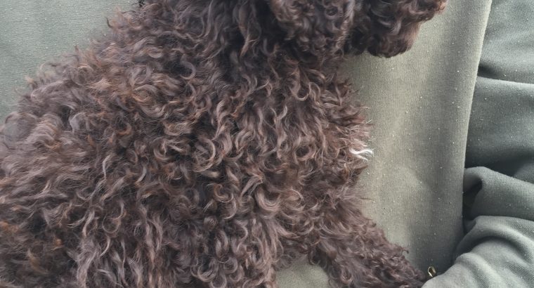 Chocolate toy cavoodle female