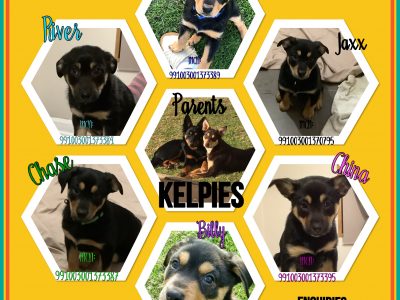 Australian Kelpie pups