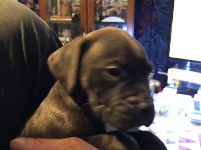 AMERICAN STAFFY PUPPIES