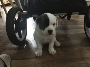 American Bulldog Puppies for sale