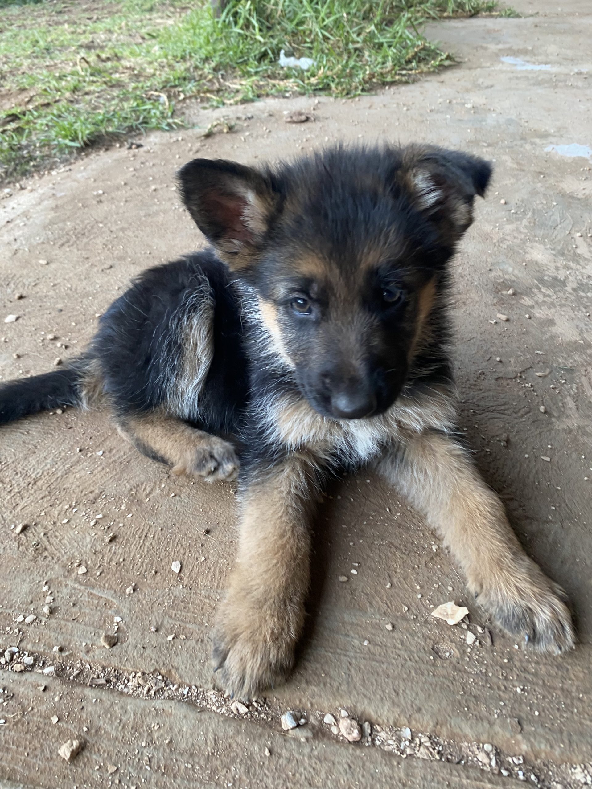 German Shepherd Puppies For Sale Petsforhomes
