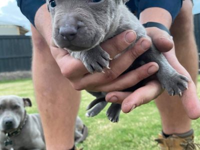 🇺🇸 AMERICAN STAFFY PUPPIES 🇺🇸