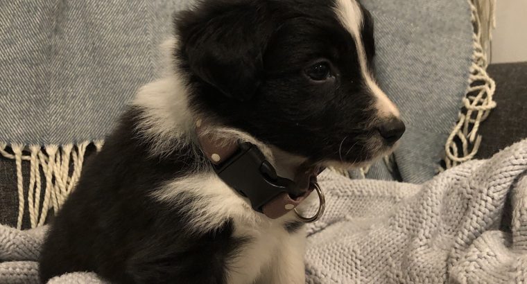 Purebred Long Haired Border Collie Puppies PetsForHomes