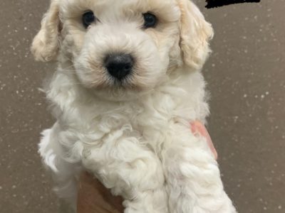 Bichon x toy poodles puppies