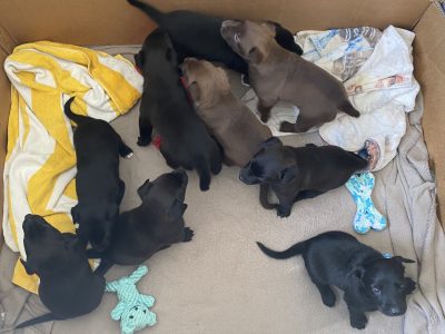 Beautiful Australian Kelpie puppies for sale ❤️