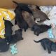 Beautiful Australian Kelpie puppies for sale ❤️