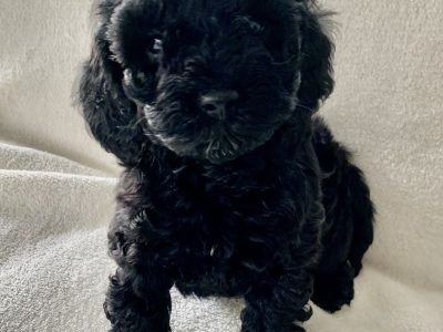 Adorable Cavoodles – DNA clear