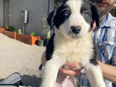 Border Collie Puppies