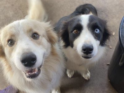 Purebred Border Collie Puppies