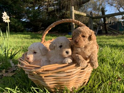 Pure breed Toy poodle puppies