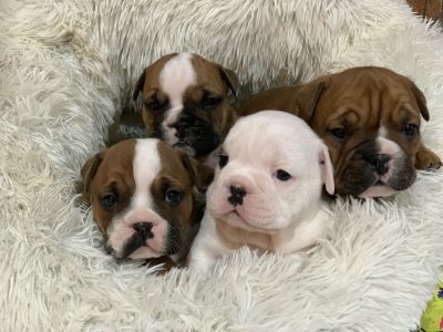 British bulldog x British French bulldog