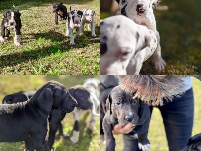 Great Dane Puppies
